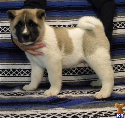 Puppies in VA